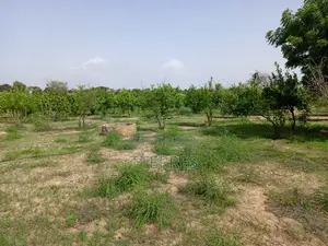 Verger De 1,38 Hectare Vers Thiéppe - Kébémer