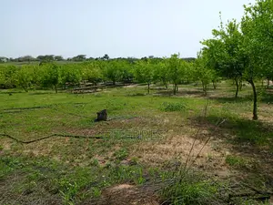Verger De 1,38 Hectare Vers Thiéppe - Kébémer