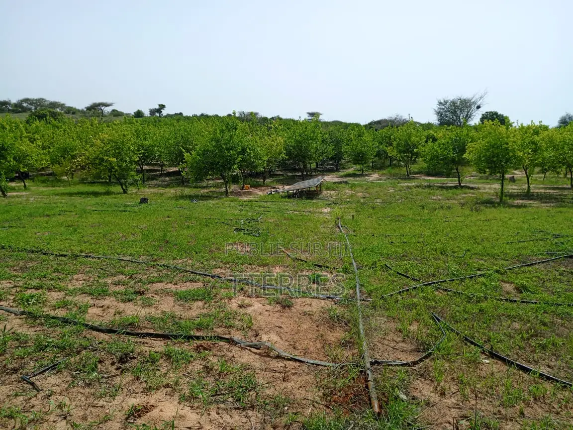 Verger De 1,38 Hectare Vers Thiéppe - Kébémer