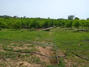 Verger De 1,38 Hectare Vers Thiéppe - Kébémer