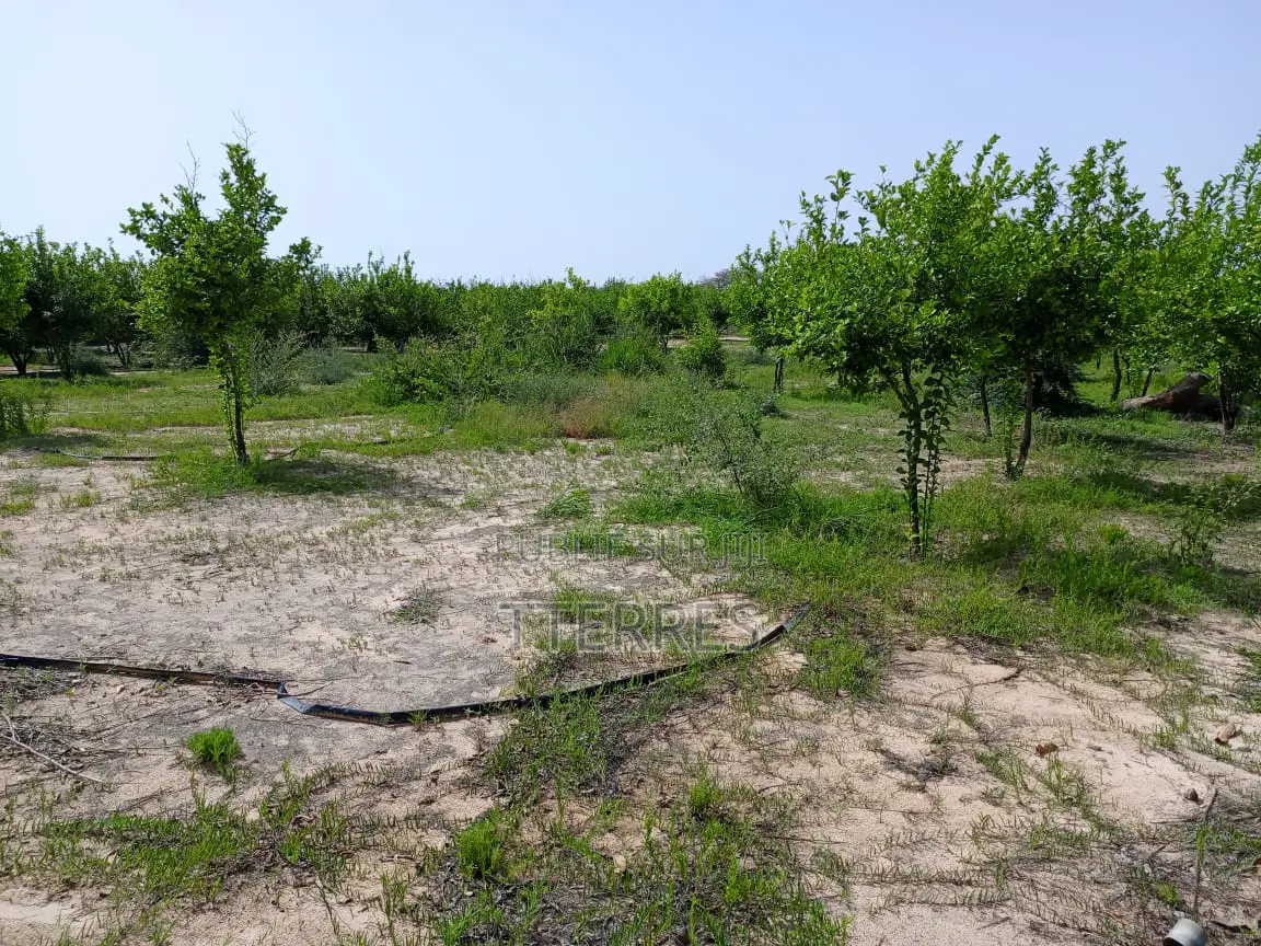 Verger De 1,38 Hectare Vers Thiéppe - Kébémer