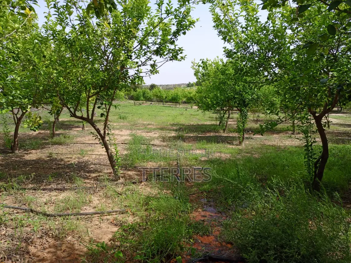 Verger De 1,38 Hectare Vers Thiéppe - Kébémer